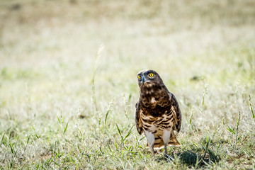 Juvenile Black-chested snake eagle in the grass.