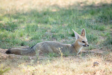 Cape fox standing in the sand in Kalagadi.