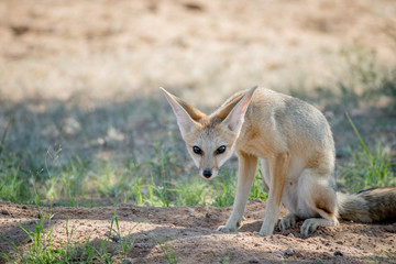 Cape fox sitting down in the sand.