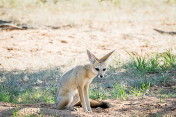Cape fox sitting down in the sand.