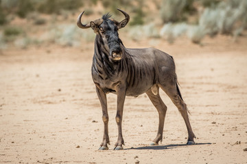Blue wildebeest standing in the sand.