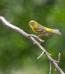 Serinus serinus - Chamariz Singing, in Braga, Minho, Portugal.