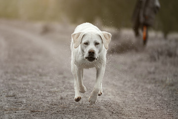 Junger schöner labrador retriever hund welpe läuft schnell auf einer rennbahn