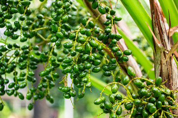 ルンピニパーク・バンコク一人歩き