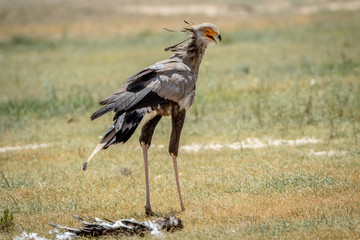 Secretary bird on a kill in the Kalagadi.