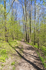 A path in the spring forest.