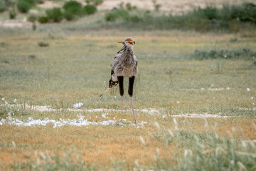 Secretary bird on a kill in the Kalagadi.