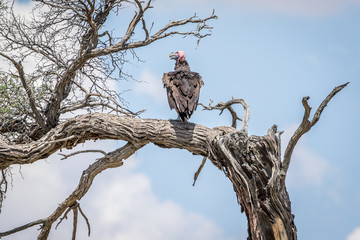 Lappet-faced vulture on a branch.