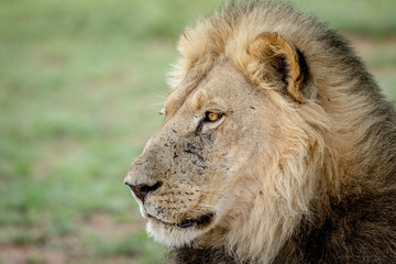 Side profile of a Lion in the Kalagadi.
