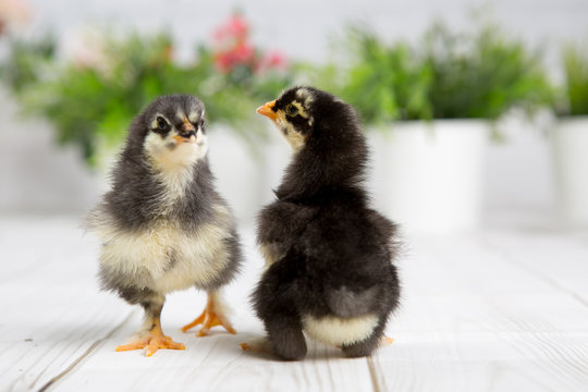 nestling chick. farm chicken.baby