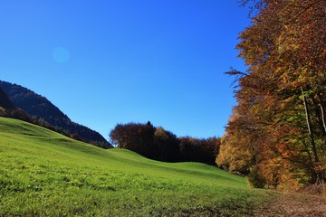 Naklejka premium Beechwood and meadow, Trentino Alto Adige, Italy