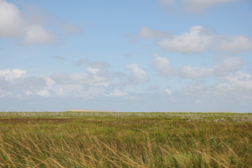 grassy field