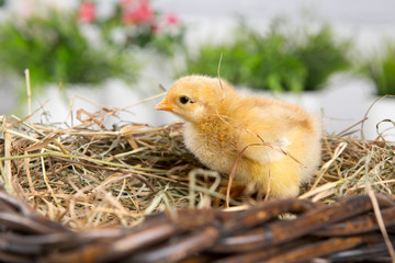 nestling chick. farm chicken.baby