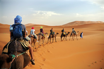 Caravan going through the sand dunes in the Sahara Desert, Morocco - Merzuga - tourist visit the desert  on camels during the holidays - adventure and freedom during a trip , safari - organized travel - obrazy, fototapety, plakaty