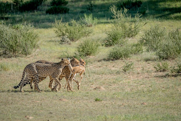 Three Cheetahs on a Springbok kill.