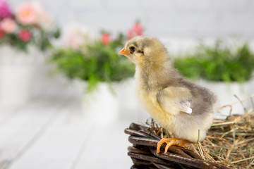 nestling chick. farm chicken.baby