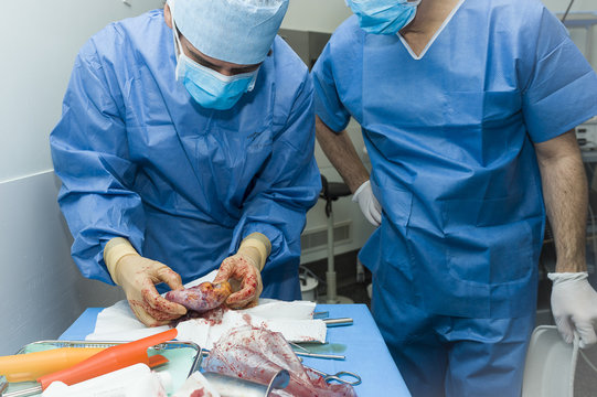GYNECOLOGICAL SURGERY