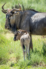 Young Blue wildebeest calf in between the herd.