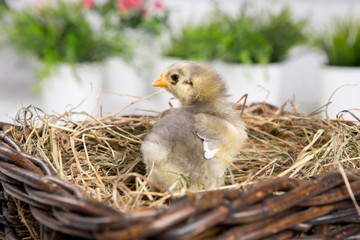 nestling chick. farm chicken.baby © cs333