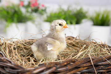 nestling chick. farm chicken.baby