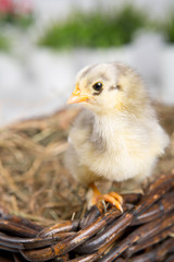 nestling chick. farm chicken.baby