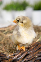 nestling chick. farm chicken.baby