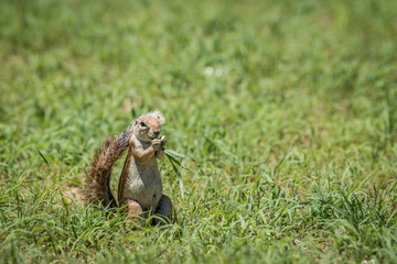 Naklejka na ściany i meble Ground squirrel eating grass in Kalagadi.