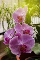 Orchid flower, flower of indonesia, plant of indonesia, flower of asian, indonesia | Asian
