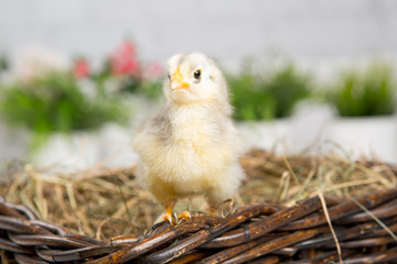 nestling chick. farm chicken.baby