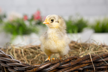 nestling chick. farm chicken.baby