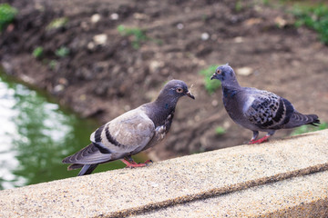 タイ・バンコク・ルンピニパーク・鳩