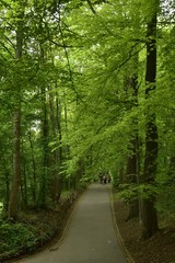 Route bitumée pour promeneurs sous la nature luxuriante et dense du parc Josaphat à Schaerbeek 