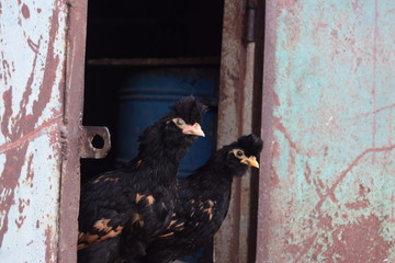 Куры с хохолком