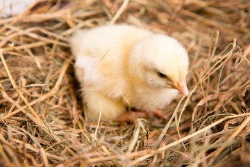 nestling chick. farm chicken.baby