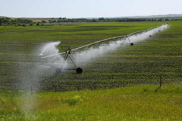 Center pivot irrigation system operating in North Dakota.