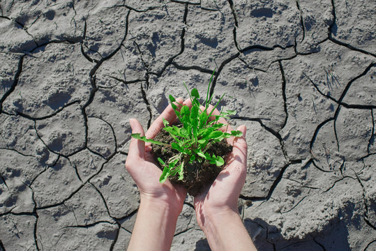 Top view of plant in hands on a background of cracked soil