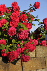 Rosen an der Mauer im Garten