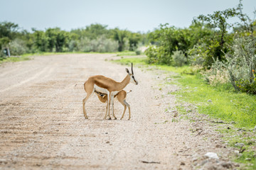 Young Springbok calf suckling on a gravel road.