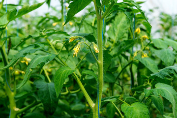 Tomato seedling before planting into the soil, greenhouse plants, drip irrigation, greenhouse cultivation of tomatoes in agriculture, hard-working farmer hands