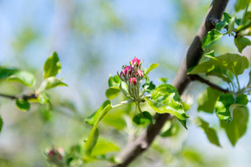 Fototapeta premium The flower of a cherry tree which blooms on the way. Flowering cherry in the spring, the scent of blossoming apricot.