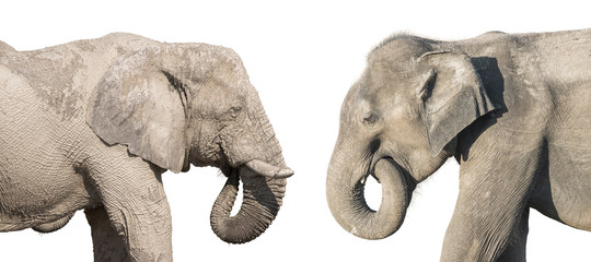 Profile view of an african and asian elephants isolated on white background