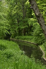 Naklejka premium Le ruisseau au milieu de la nature luxuriante et sauvage au printemps, au parc Josaphat à Schaerbeek 
