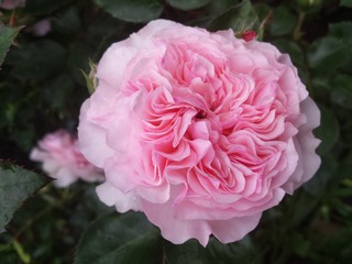 Rose Mariatheresia, Beetrose, rosa