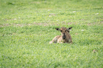 Blue wildebeest calf laying in the grass.