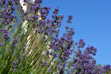 Lavenders in the summer