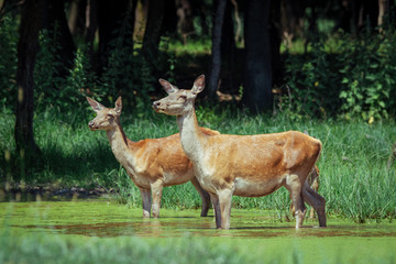 Group of hinds (red deer female) walking on meadow with spring flowers in front of forest