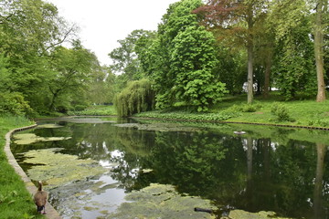 Canard brun au bord d'un des étangs du parc Josaphat à Schaerbeek 