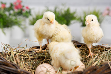 nestling chick. farm chicken.baby