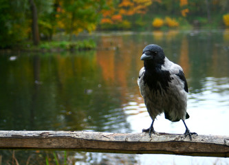 old crow