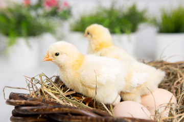 nestling chick. farm chicken.baby